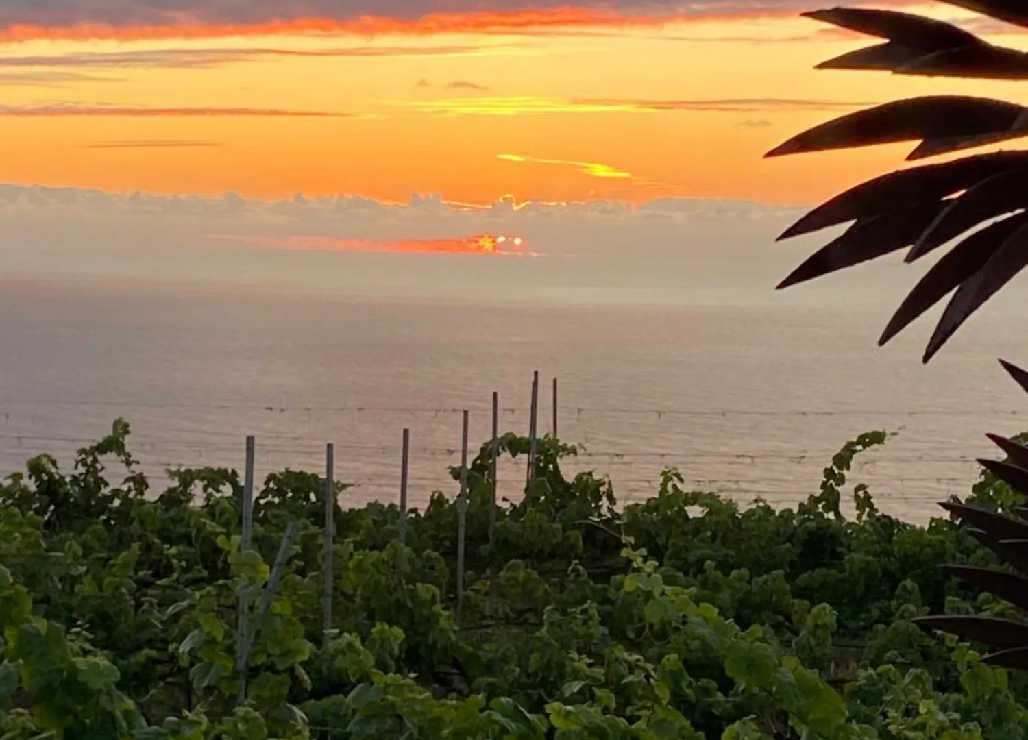 Finca Angelus Apartment Syrah With Amazing Views La Matanza De Acentejo